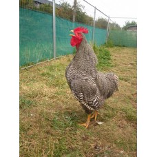 Pure Barred Plymouth Rock large fowl hatching eggs.